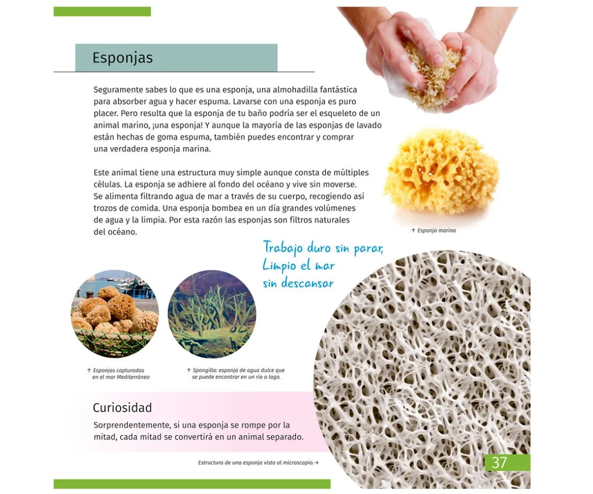 Microscopio Levenhuk LabZZ M101 Azul + Libro Educativo