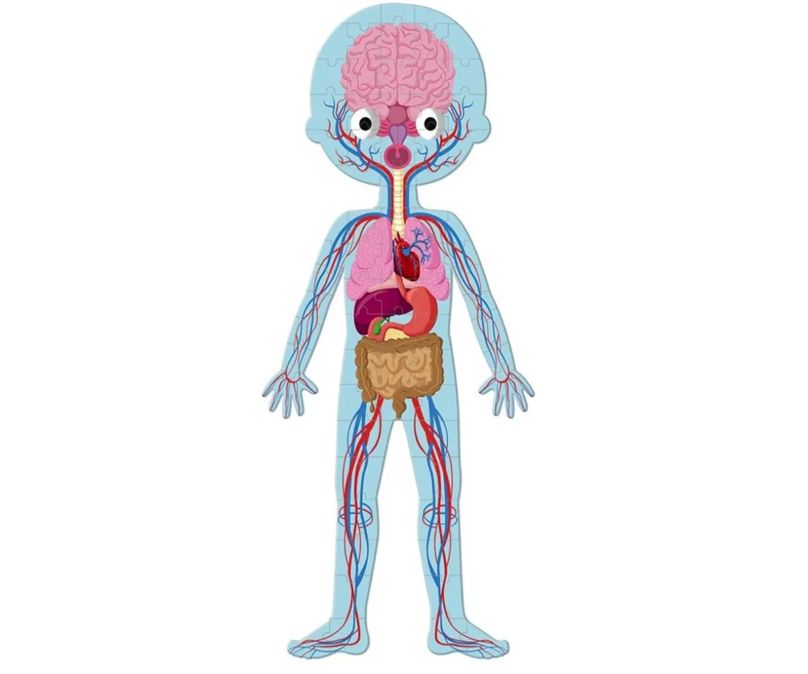 4 Puzles Educativos El Cuerpo Humano